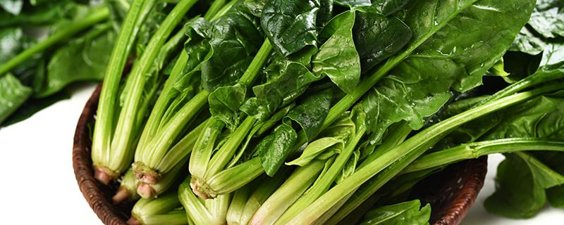 女人梦见摘青菜是怎么回事？女人... 女人梦见摘青菜预兆着什么